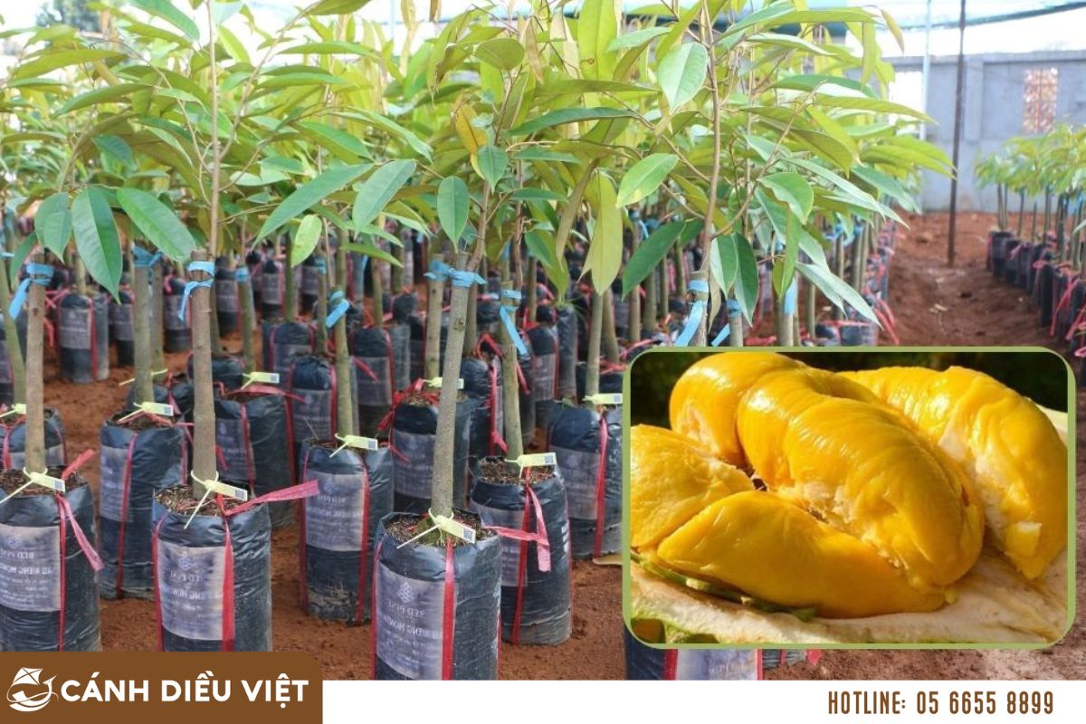 Giá cây giống sầu riêng Ri 6