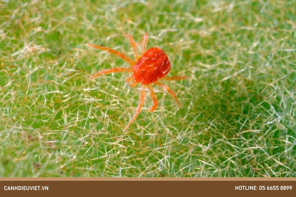 Đặc điểm hình dạng của nhện đỏ