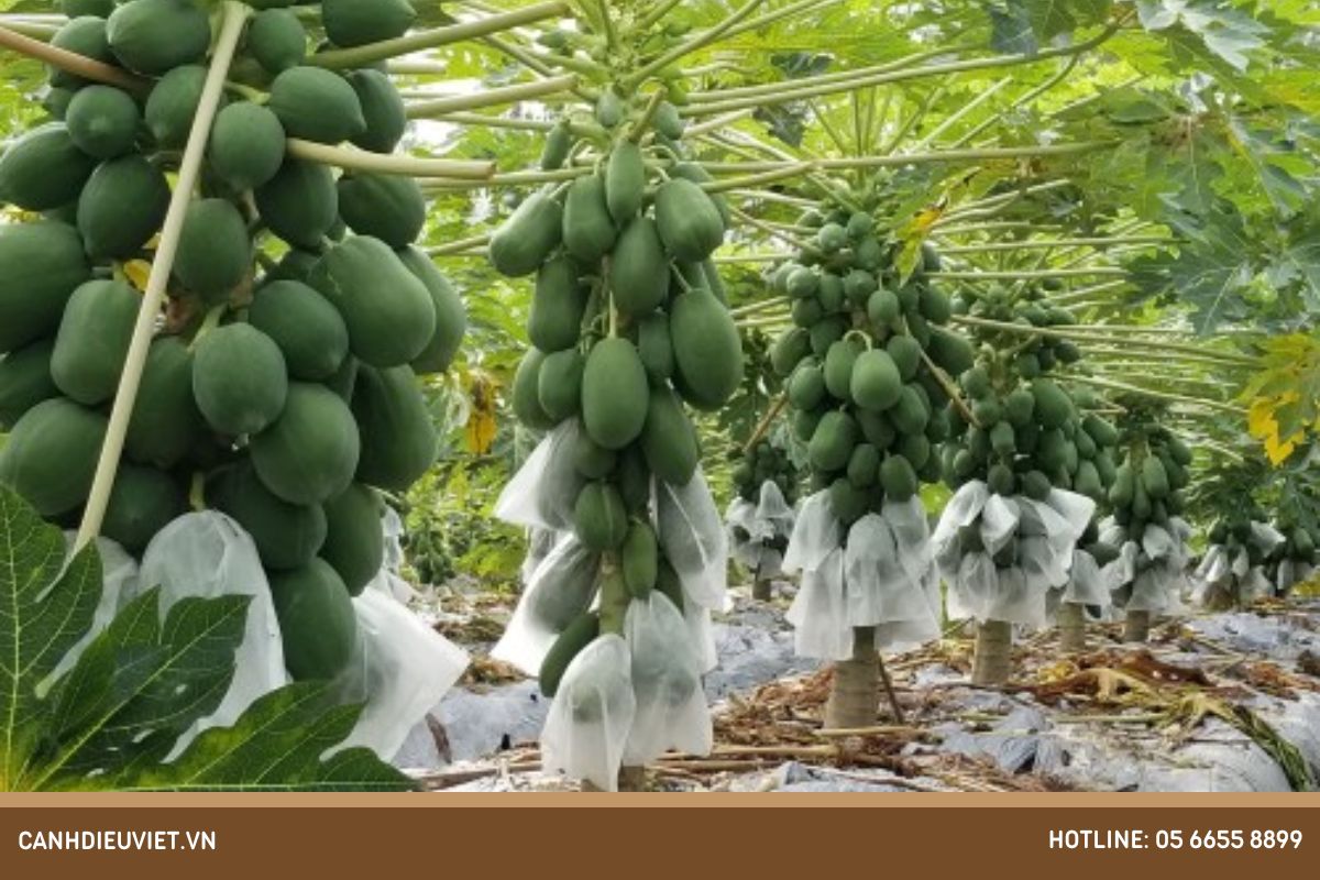 Kỹ thuật trồng đu đủ lùn Thái Lan sai trĩu quả