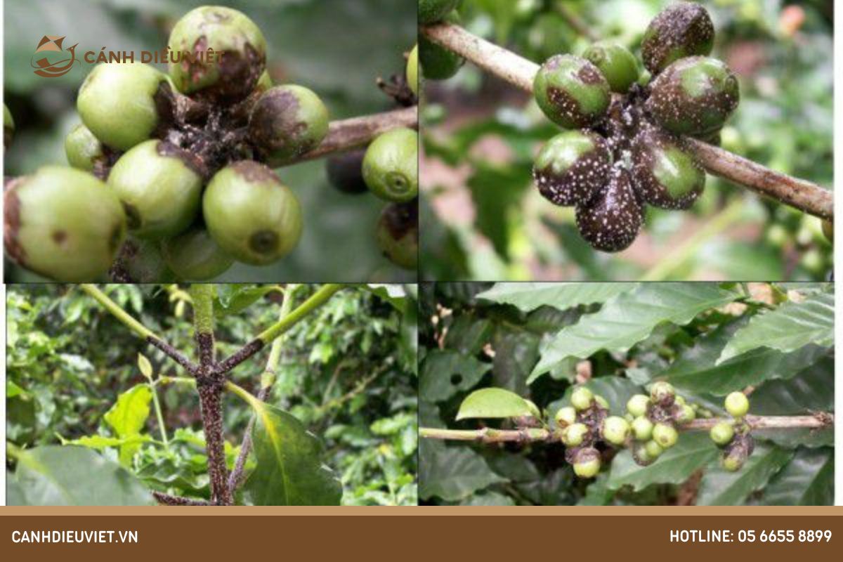 Quản lý sâu bệnh hữu cơ cho cây cà phê
