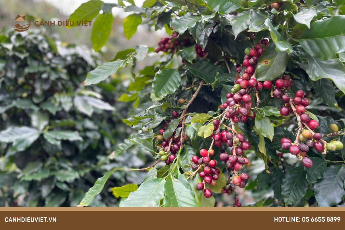 Tìm hiểu về nguồn gốc cây cà phê
