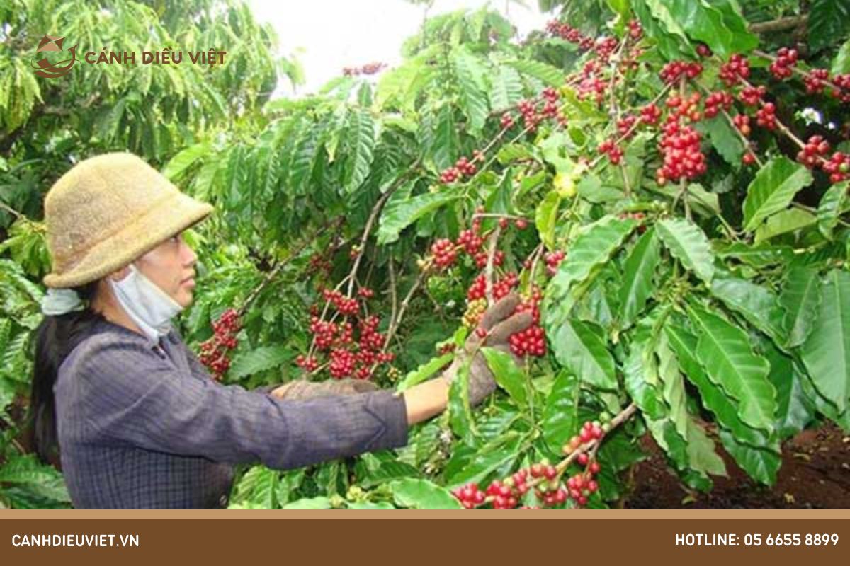 kỹ thuật trồng cà phê