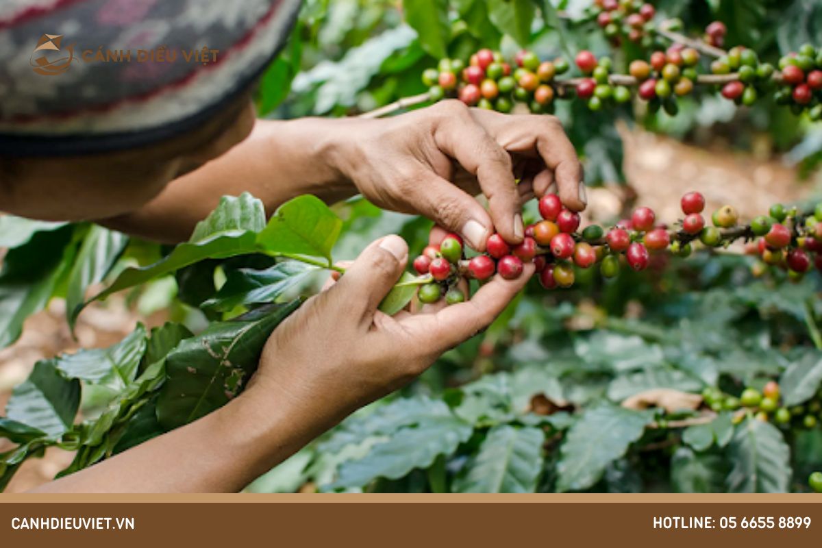 trồng cà phê hữu cơ