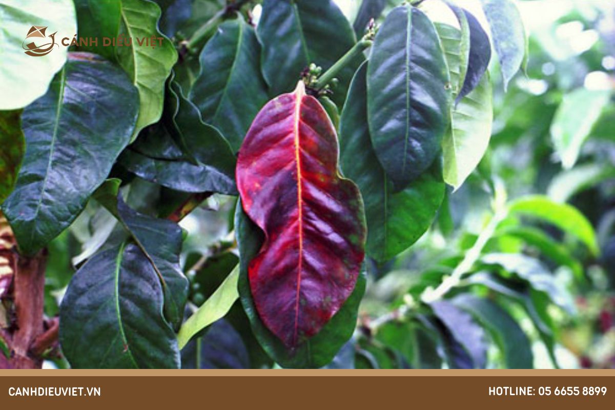 Biểu hiện lá của cây cà phê thiếu lân (P)