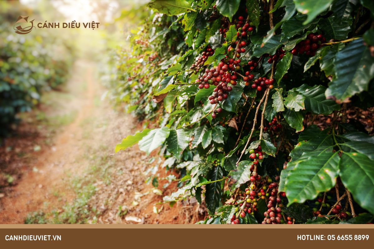 Cà phê trồng nhiều ở đâu tại Việt Nam