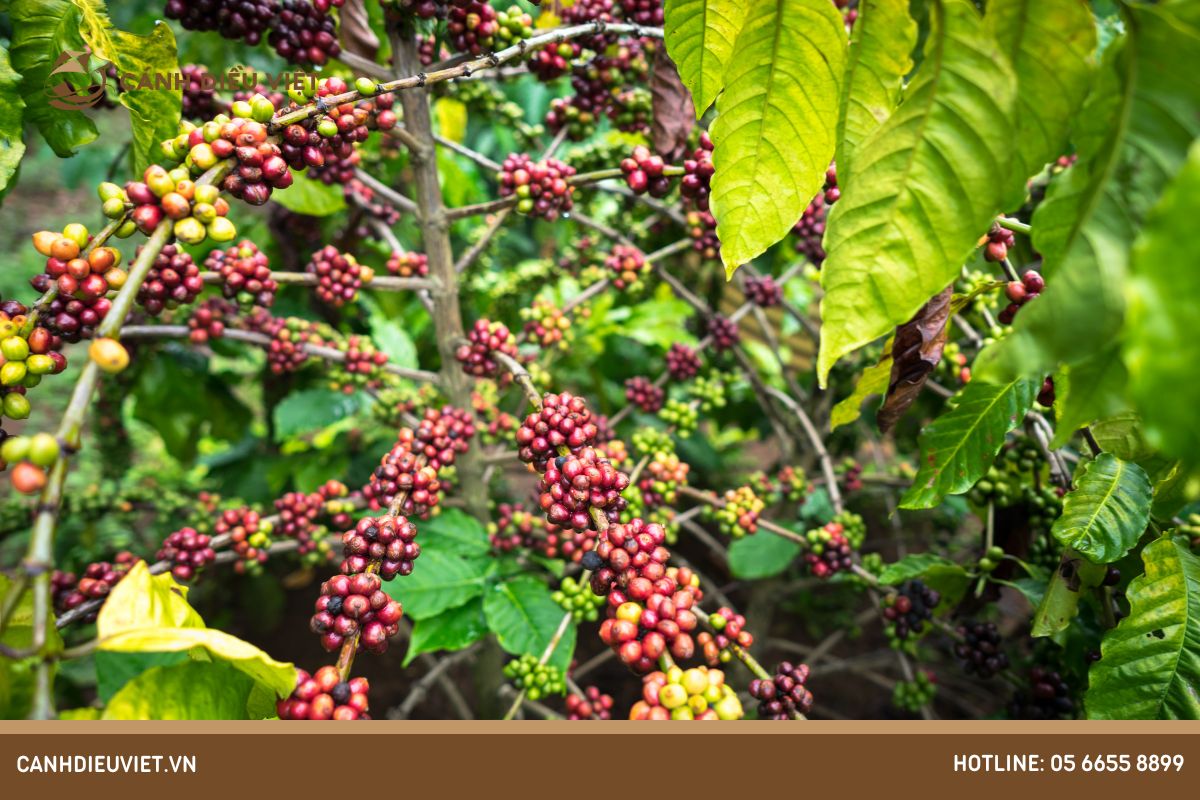 Các nguyên tố dinh dưỡng thiết yếu đối với cây cà phê