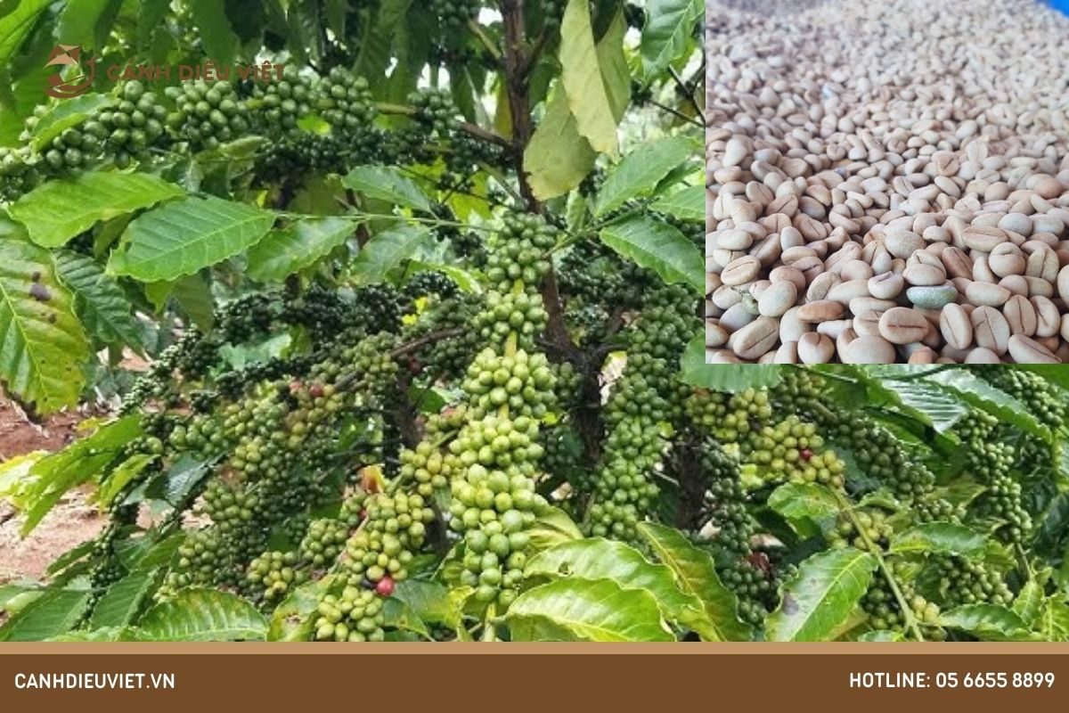 Cách trồng và chăm sóc cây cà phê Thiện Trường