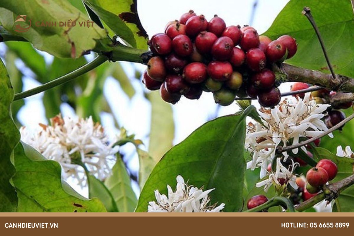 Điều kiện để cây cà phê ra hoa là gì