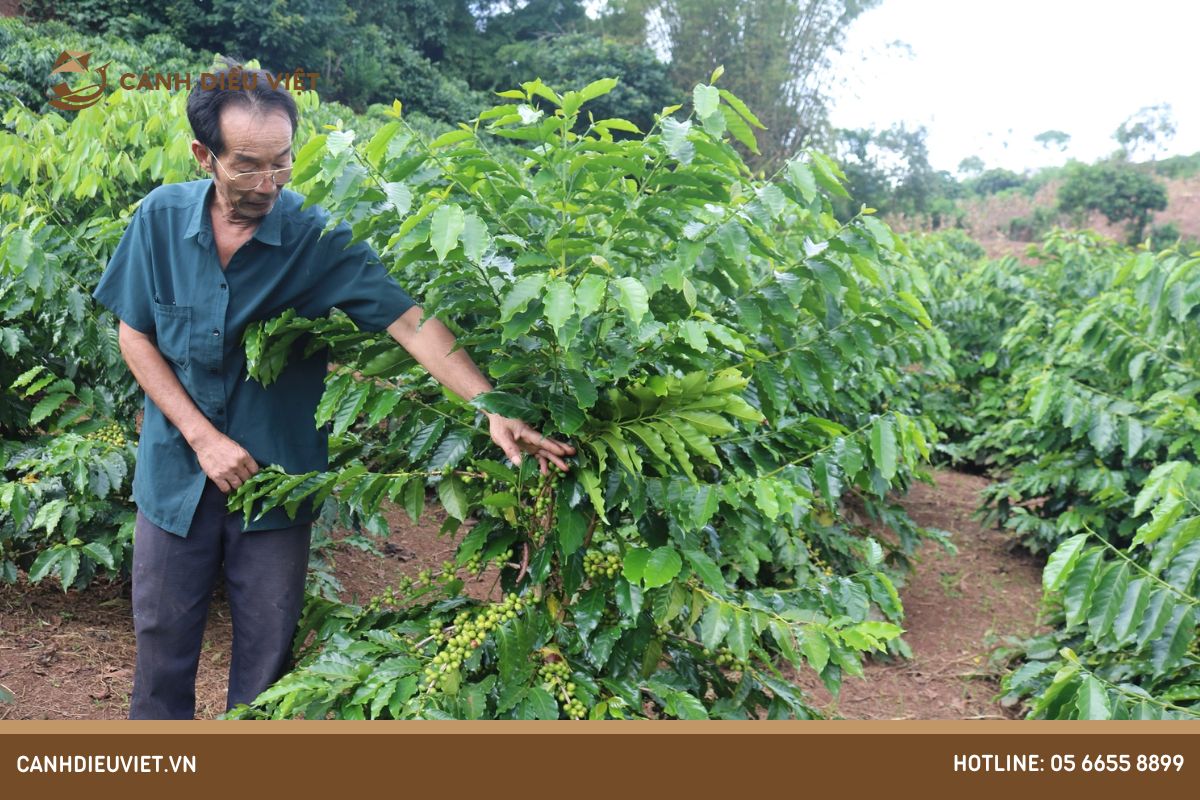 Kỹ thuật trồng cà phê lá xoài