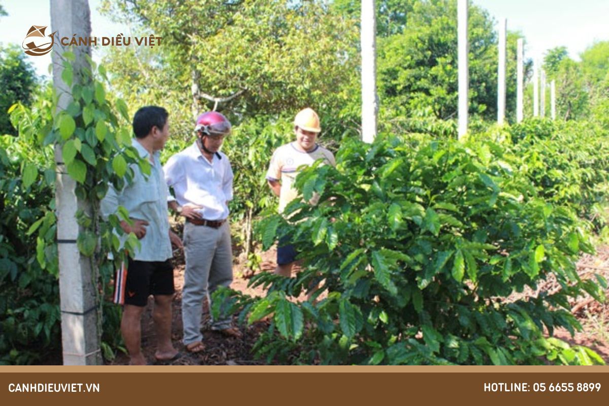 Kỹ thuật trồng tiêu xen cà phê
