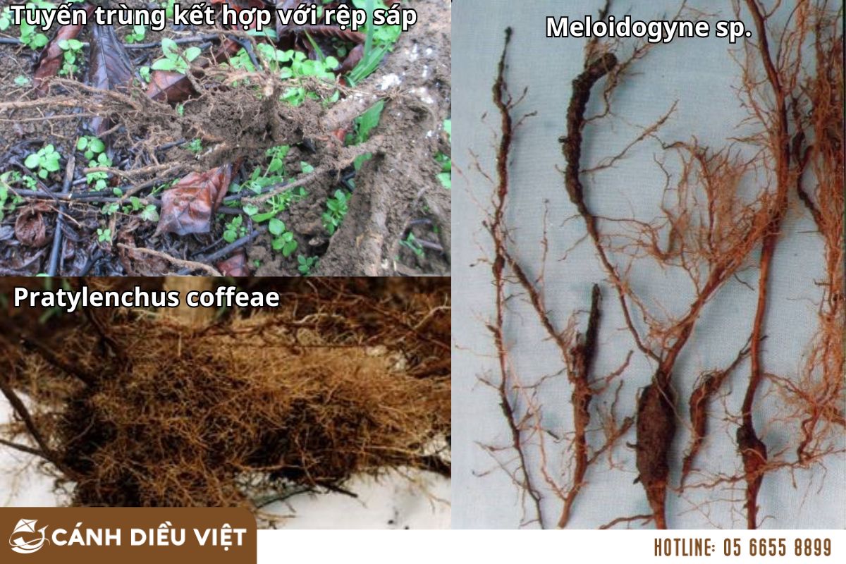Nguyên nhân gây bệnh vàng lá thối rễ trên cây cà phê