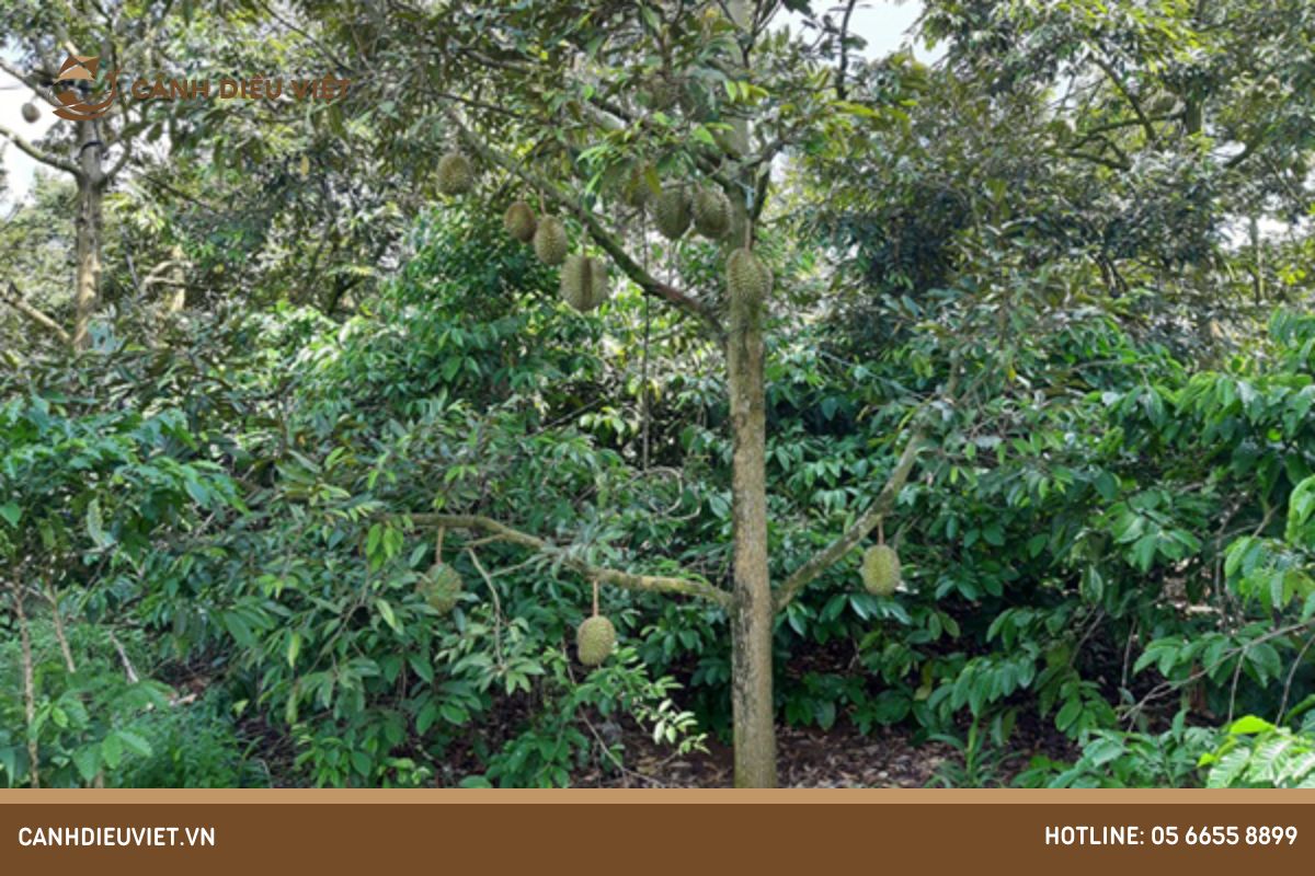 điều kiện để trồng sầu riêng xen cà phê