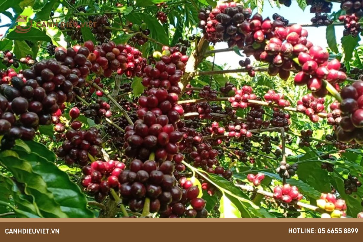 kỹ thuật trồng cà phê thả đọt mới cho năng suất cao