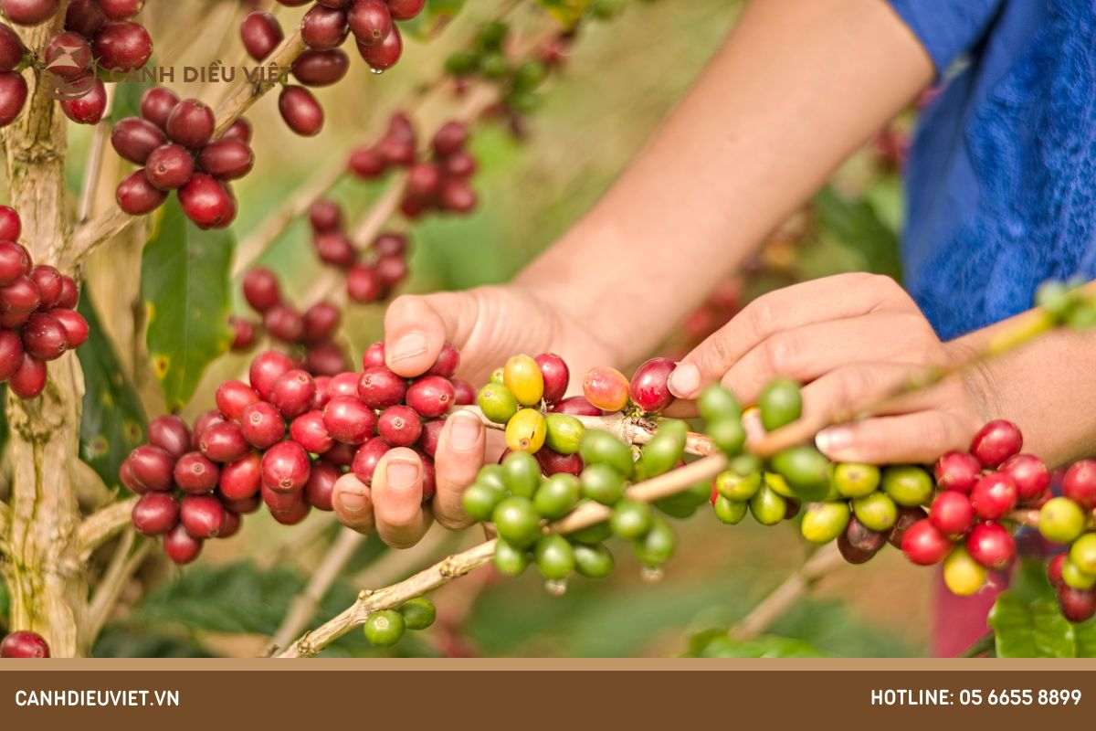 trồng cà phê bao lâu thì thu hoạch