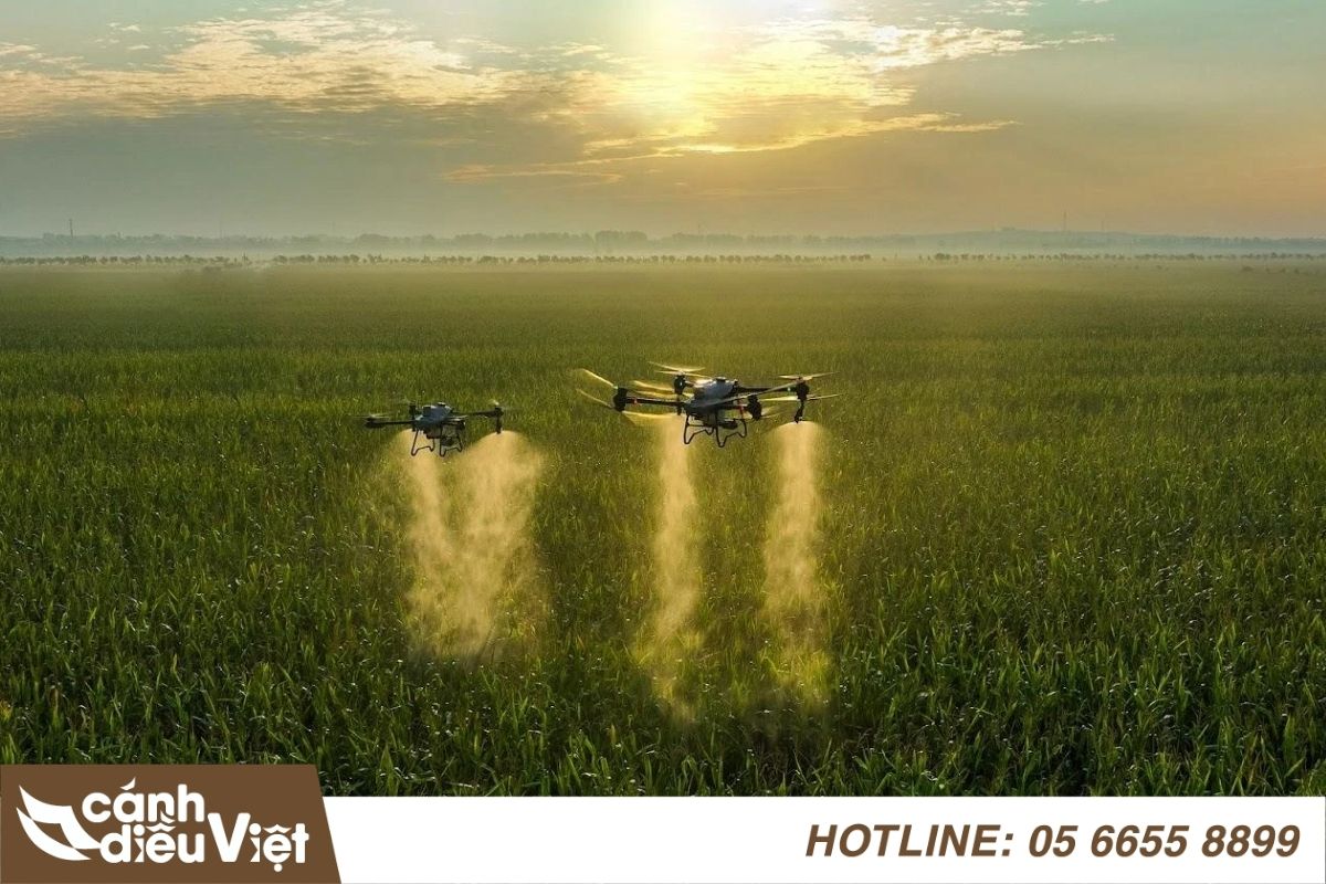 Điểm giống nhau giữa dji t50 và dji t25