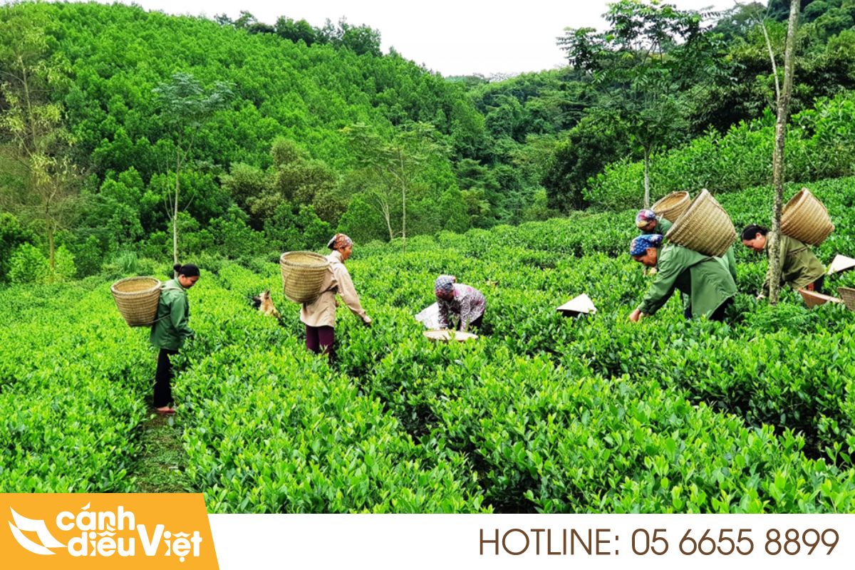 Tình hình nông nghiệp tại Bắc Kạn