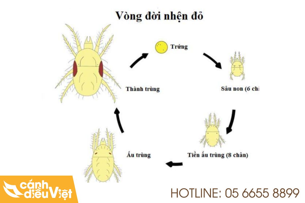 vòng đời nhện đỏ hại sầu riêng