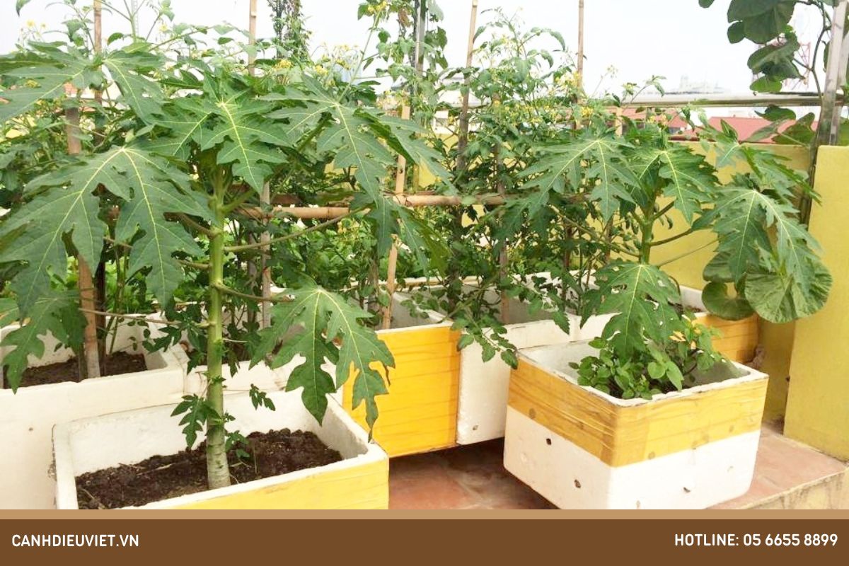 3 Bước trồng đu đủ trong thùng xốp đơn giản tại nhà 828 3 Bước trồng đu đủ trong thùng xốp tại nhà đơn giản