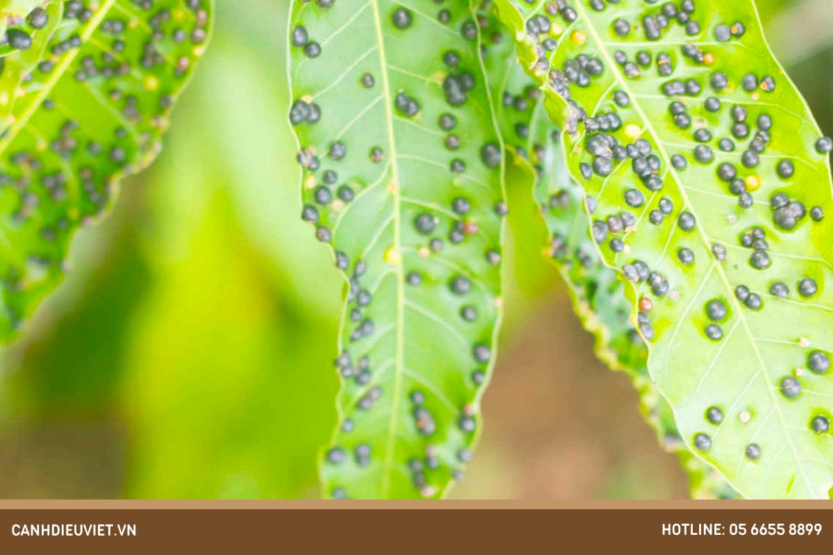 Bệnh Đốm Lá