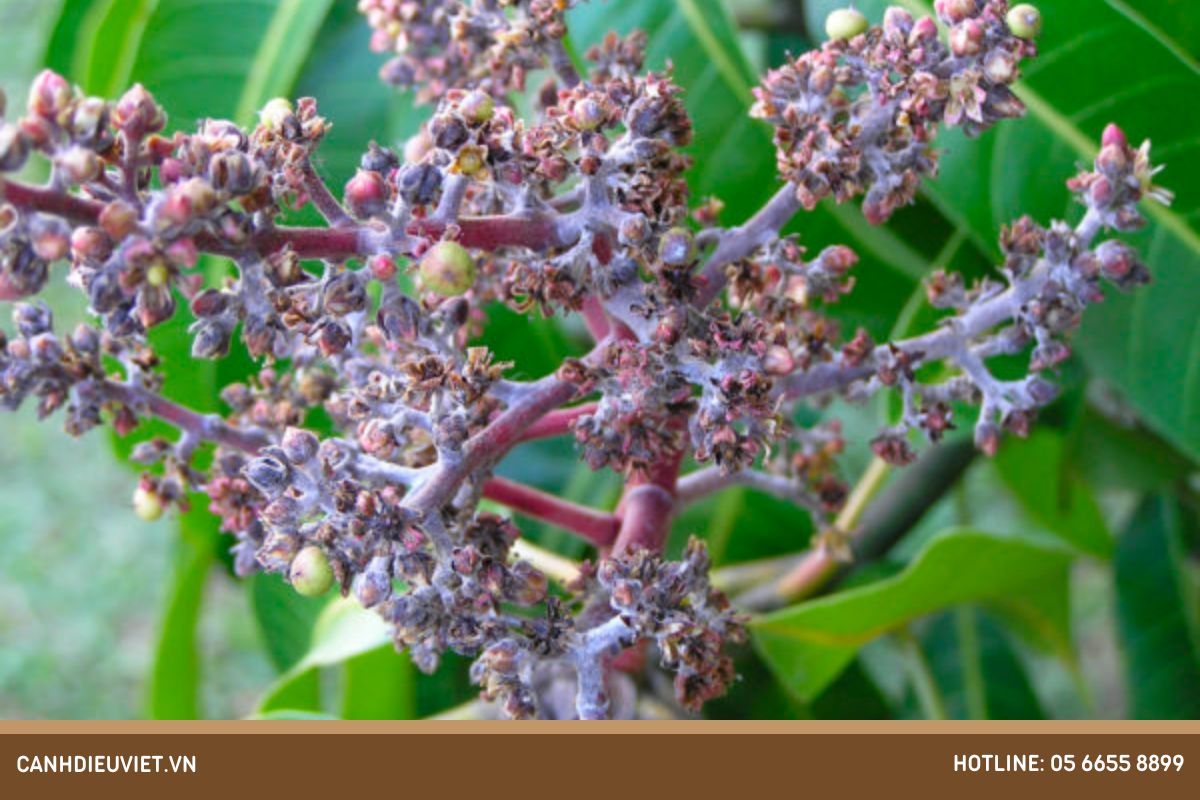 Bệnh Phấn Trắng