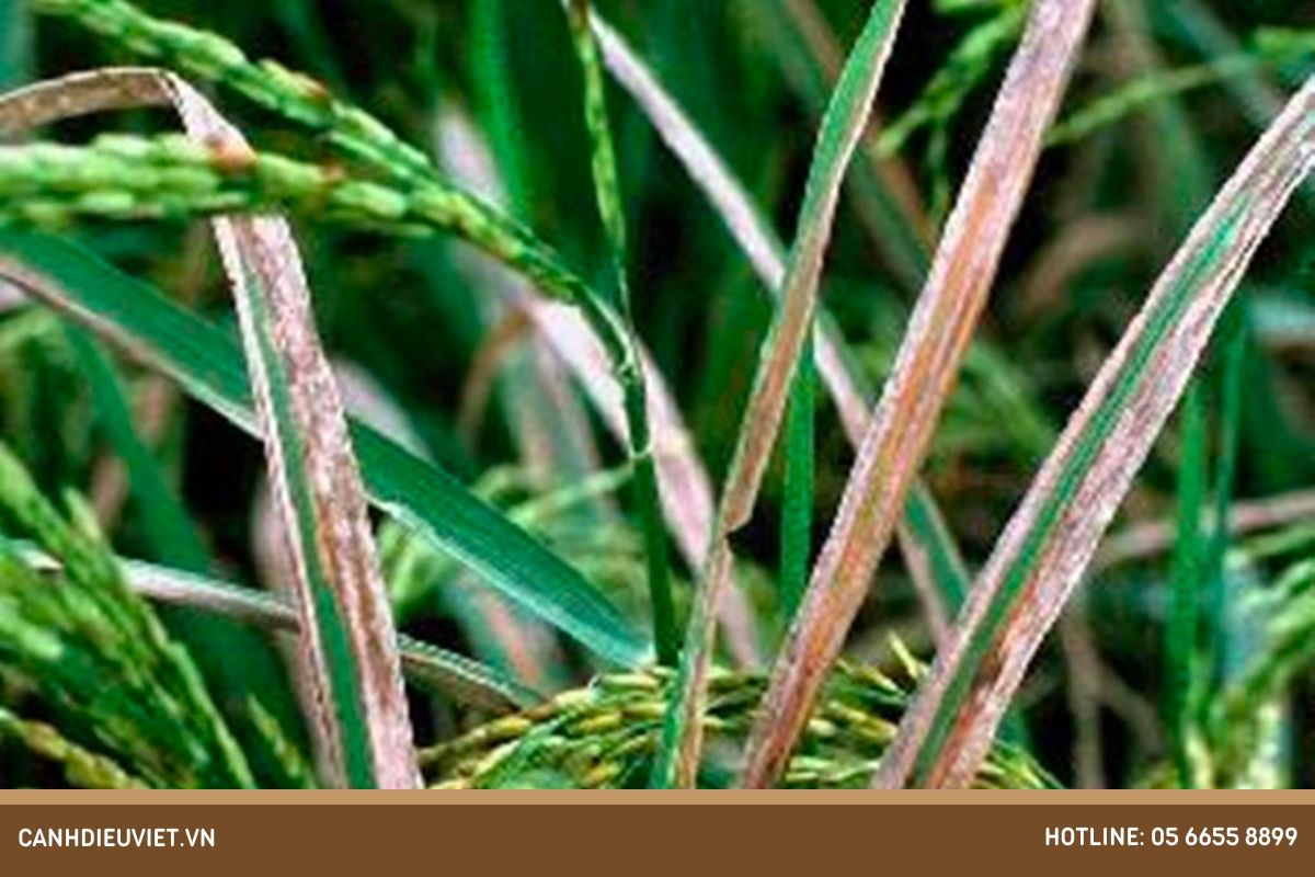 Lúa trổ đều xịt thuốc gì? Cách chăm sóc lúa giai đoạn làm đòng 13 Benh bac la do vi khuan