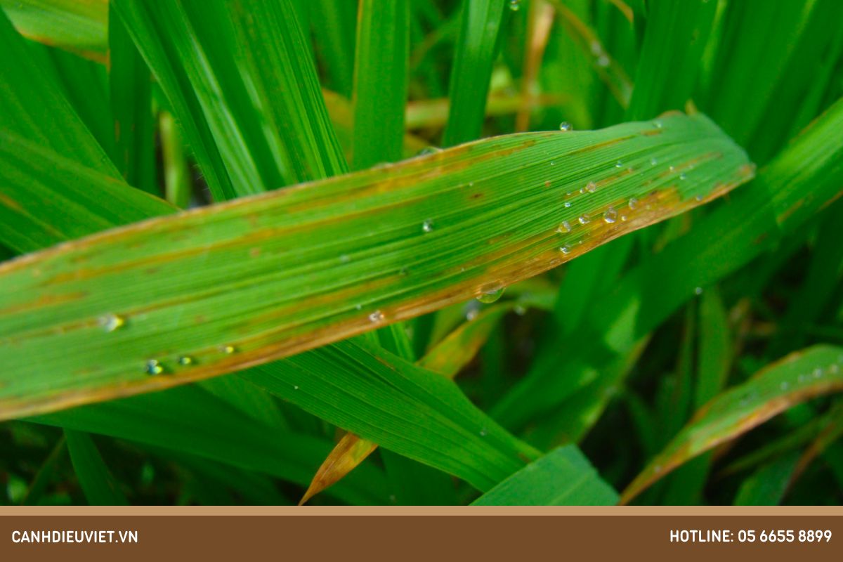 Lúa trổ đều xịt thuốc gì? Cách chăm sóc lúa giai đoạn làm đòng 16 Benh chay bia la do vi khuan