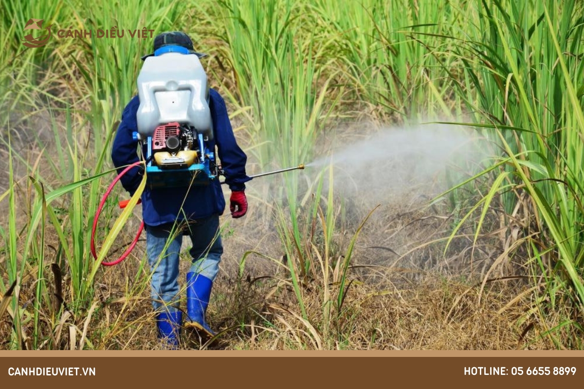 phun thuốc cỏ