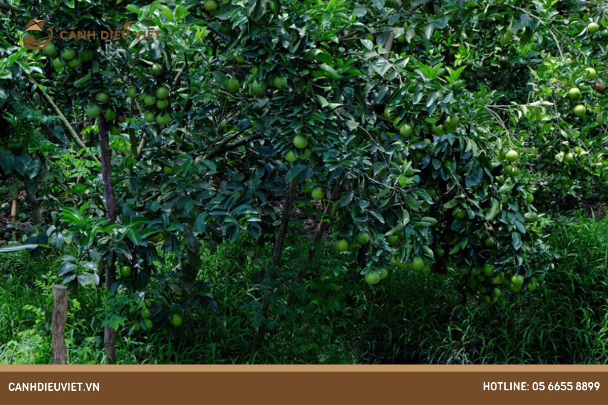 Phun thuốc diệt cỏ gặp mưa thì xử lý như thế nào?