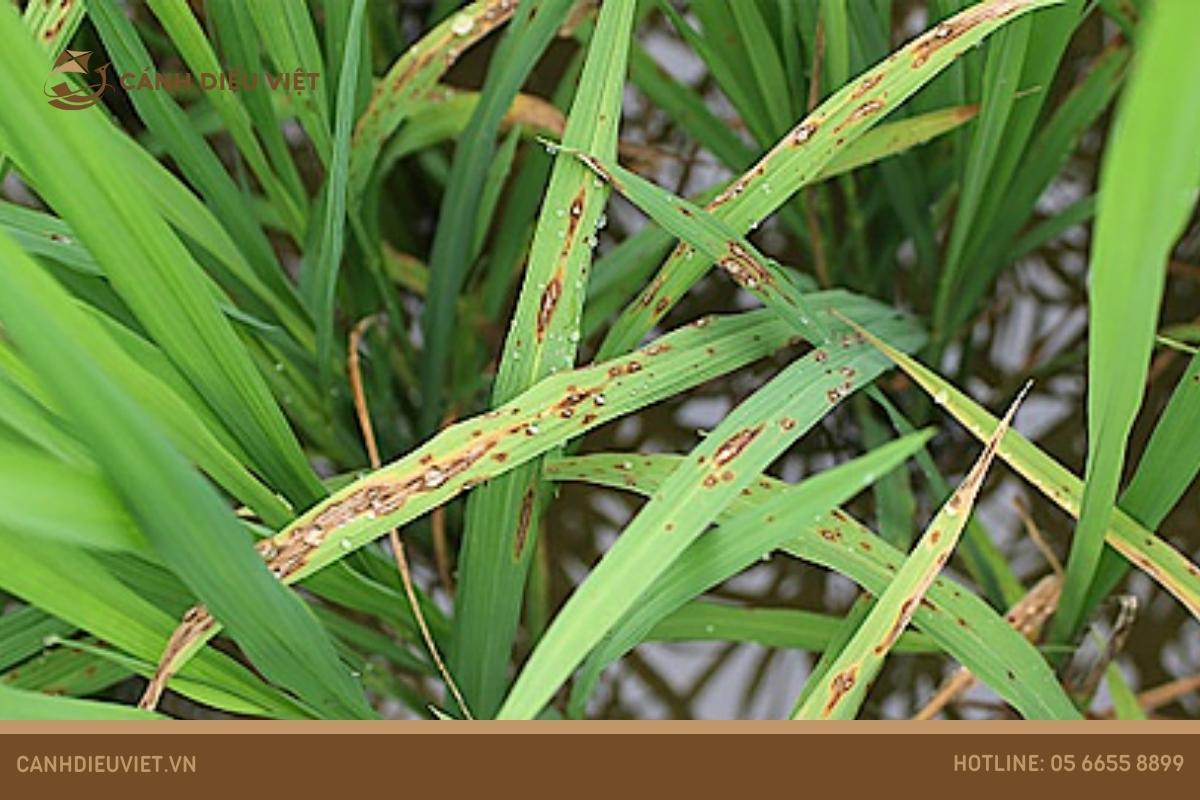 Giống lúa Thiên Châu 16: Kỹ thuật gieo trồng & đặc điểm 12 Bệnh đạo ôn (Pirycularia oryzae Cav)