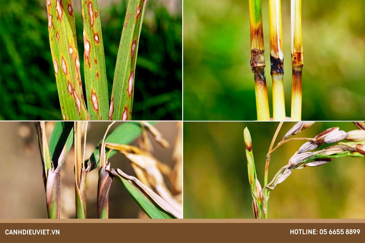 Lúa trổ đều xịt thuốc gì? Cách chăm sóc lúa giai đoạn làm đòng 12 Benh dao on co bong co gie