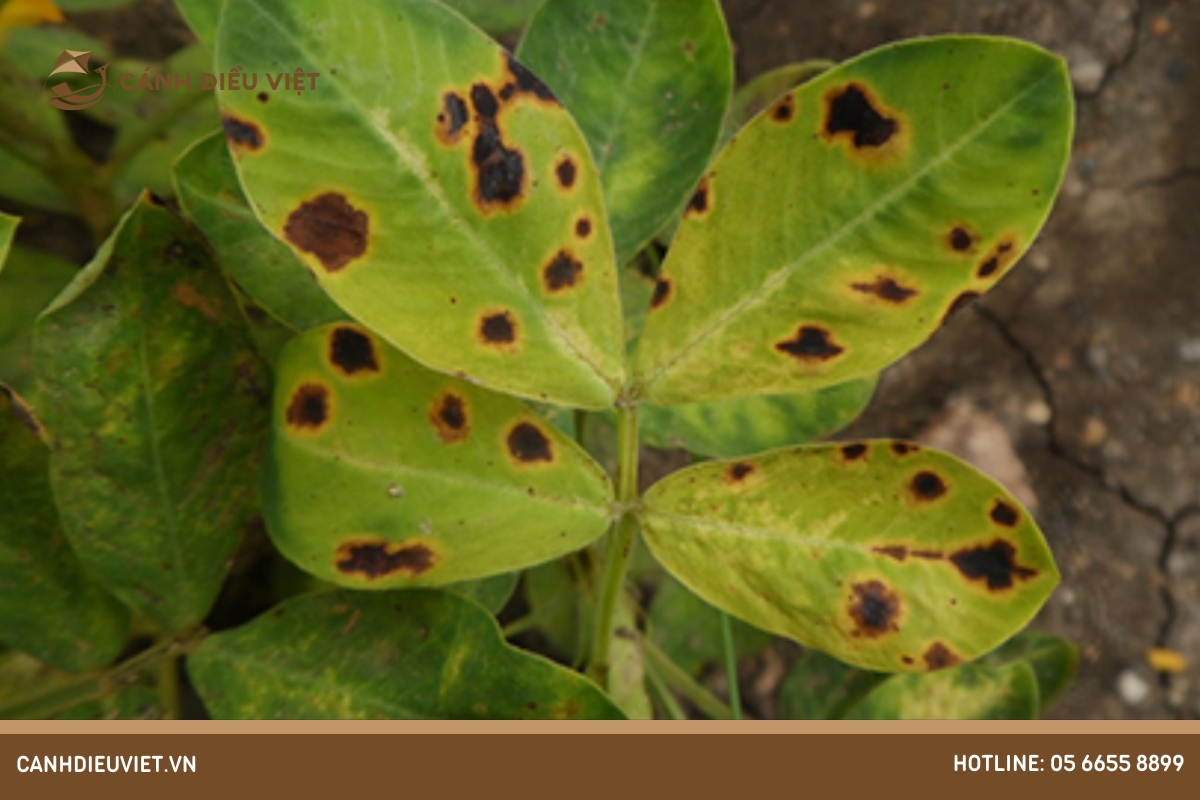 Sâu bệnh trên cây thiên lý và cách phòng trừ hiệu quả 16 Bệnh đốm nâu