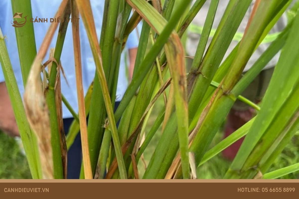 Giống lúa Thiên Châu 16: Kỹ thuật gieo trồng & đặc điểm 13 Bệnh khô vằn (Rhizoctonia solani Kuhn)