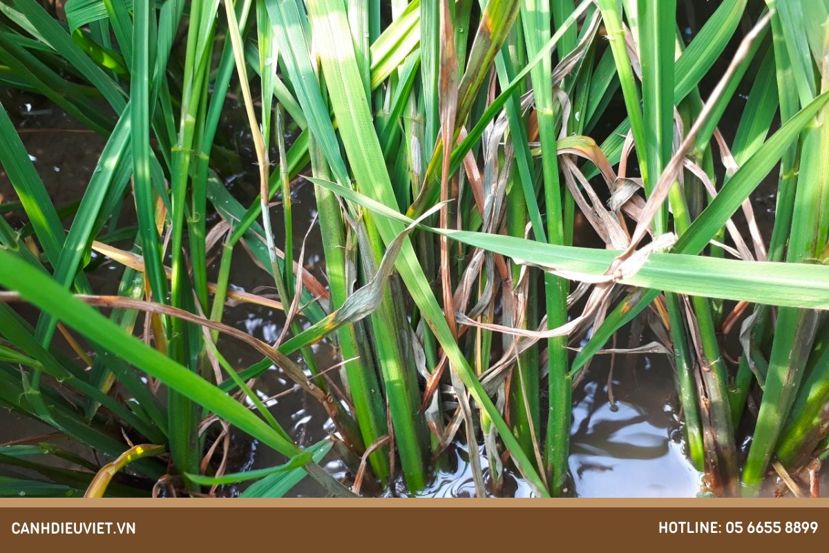 Lúa trổ đều xịt thuốc gì? Cách chăm sóc lúa giai đoạn làm đòng 15 Benh kho van