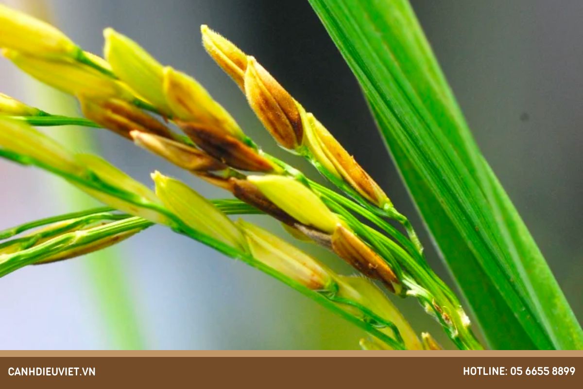 Lúa trổ đều xịt thuốc gì? Cách chăm sóc lúa giai đoạn làm đòng 17 Benh lem lep hat