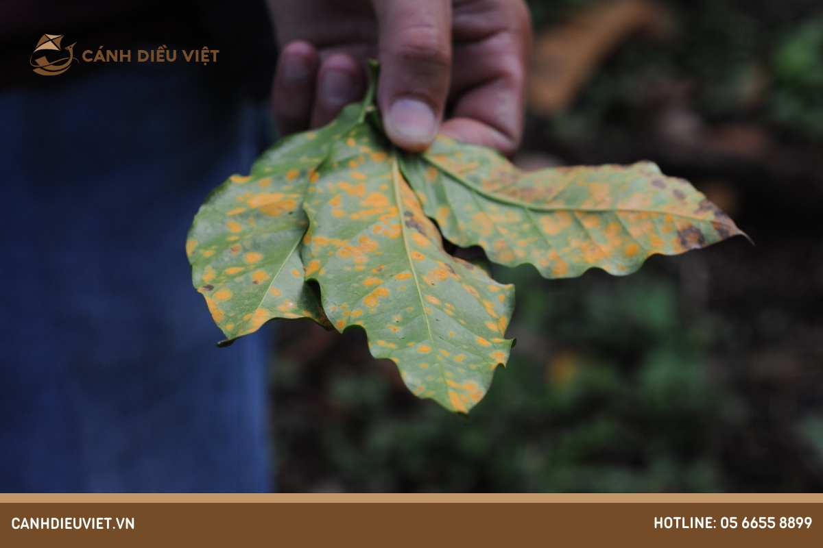 Sâu bệnh trên cây thiên lý và cách phòng trừ hiệu quả 15 Bệnh rỉ gắt