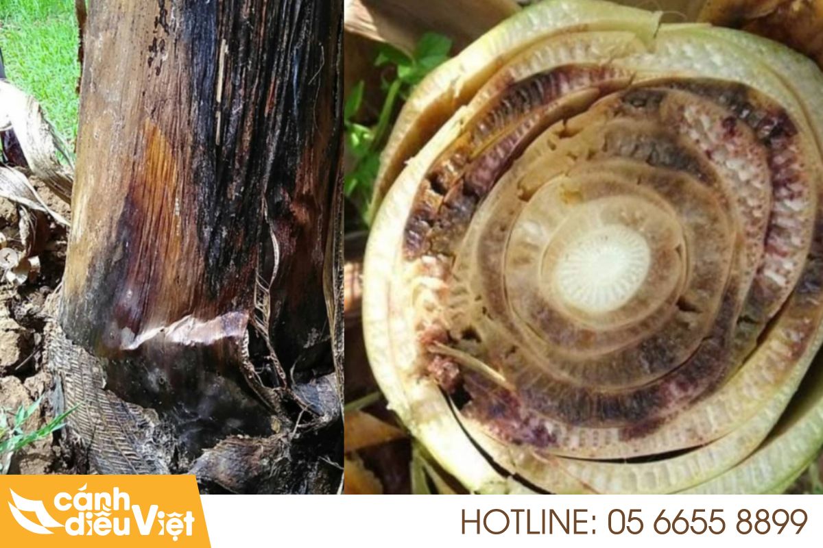Bệnh Thối Thân Trên Cây Chuối: Nguyên Nhân & Cách Phòng Trừ 4 Bệnh thối thân trên cây chuối là gì