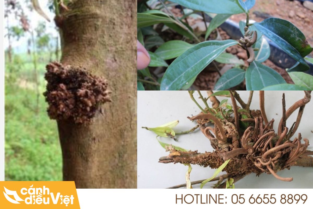 Cách nhận diện và phòng trừ sâu bệnh cây quế hiệu quả 6 Bệnh tua mực quế