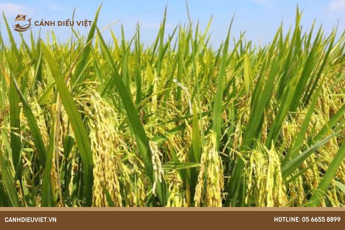 Giá Giống Lúa ST25 là bao nhiêu? cập nhật mới nhất 6 Bí quyết mua giống lúa ST25 chất lượng