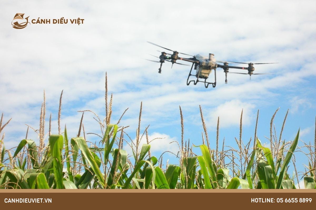 Bệnh ung thư ngô: Nguyên Nhân Và Cách Phòng Trị Triệt Để 10 Biện pháp nâng cao hiệu quả diệt trừ sâu bệnh cho vườn ngô