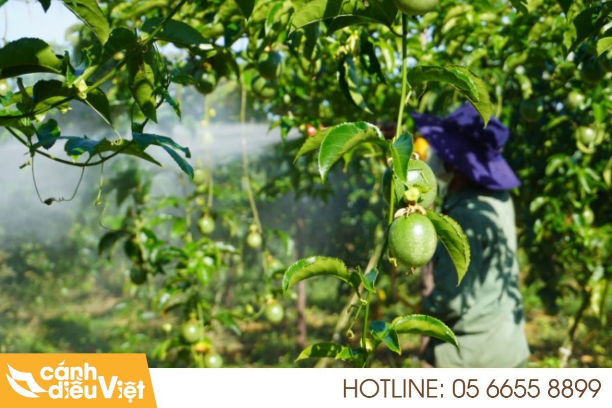 Tuổi thọ cây chanh dây là bao nhiêu năm? Cách tăng tuổi thọ? 6 Biện pháp phòng tránh bệnh làm giảm tuổi thọ chanh dây