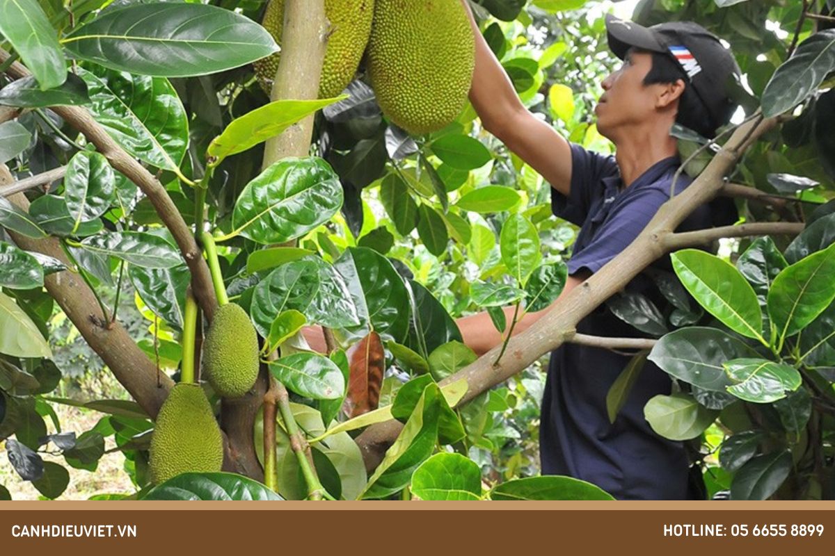 Biện pháp phòng trị bệnh xoăn lá ở cây mít