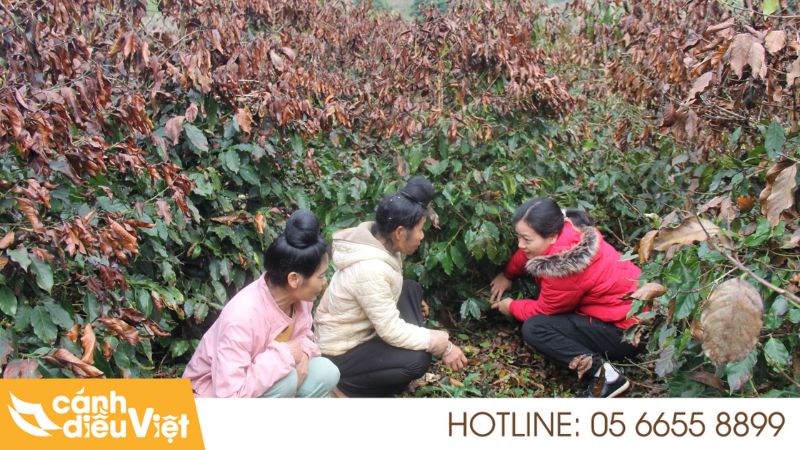 Bệnh Cháy Lá Trên Cà Phê: Nguyên nhân, dấu hiệu & cách trừ 6 Biện pháp phòng trừ bệnh cháy lá trên cây cà phê