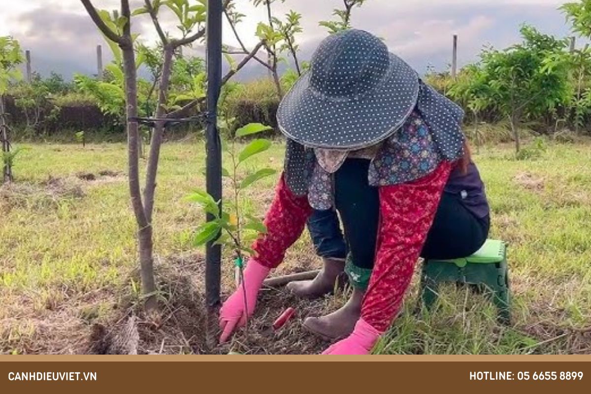 Biện pháp phòng trừ bệnh mãng cầu bị đen hiệu quả