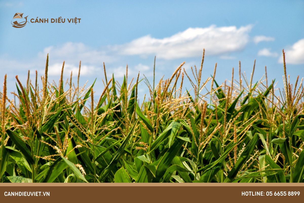 Bệnh ung thư ngô: Nguyên Nhân Và Cách Phòng Trị Triệt Để 9 Biện pháp phòng trừ bệnh ung thư ngô