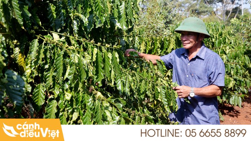 Cách Nhận Biết & Phòng Trừ Bệnh Vàng Lá Trên Cà Phê Hiệu Quả Nhất 6 Biện pháp phòng trừ bệnh vàng lá trên cây cà phê hiệu quả