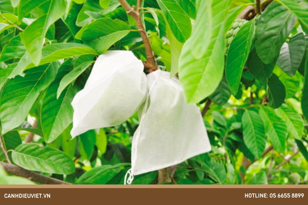 Biện pháp phòng trừ bọ trĩ hại mãng cầu