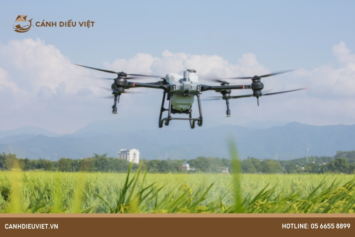 Cách Khắc Phục Bệnh Cháy Lá Ngô Hiệu Quả 8 Biện pháp phòng trừ cây ngô bị vàng lá tốt nhất