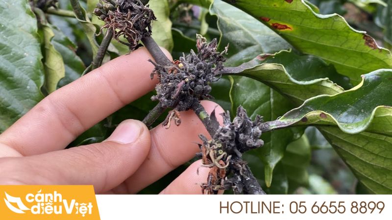 Rệp muội đen hại cà phê và biện pháp phòng trừ 6 Biện pháp phòng và trị rệp muội đen