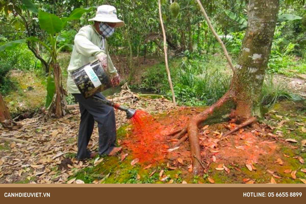 Phòng Tránh Thối Rễ Mãng Cầu Xiêm và Điều Trị Hiệu Quả Bệnh Chết Cành 7 Biện pháp quản lý phòng trừ bệnh thối rễ, chết cành