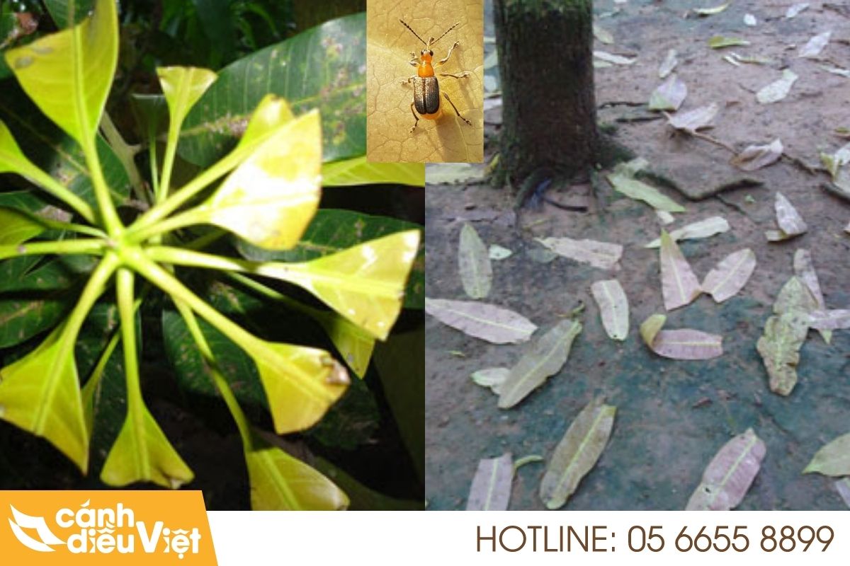 Bọ cắt lá xoài